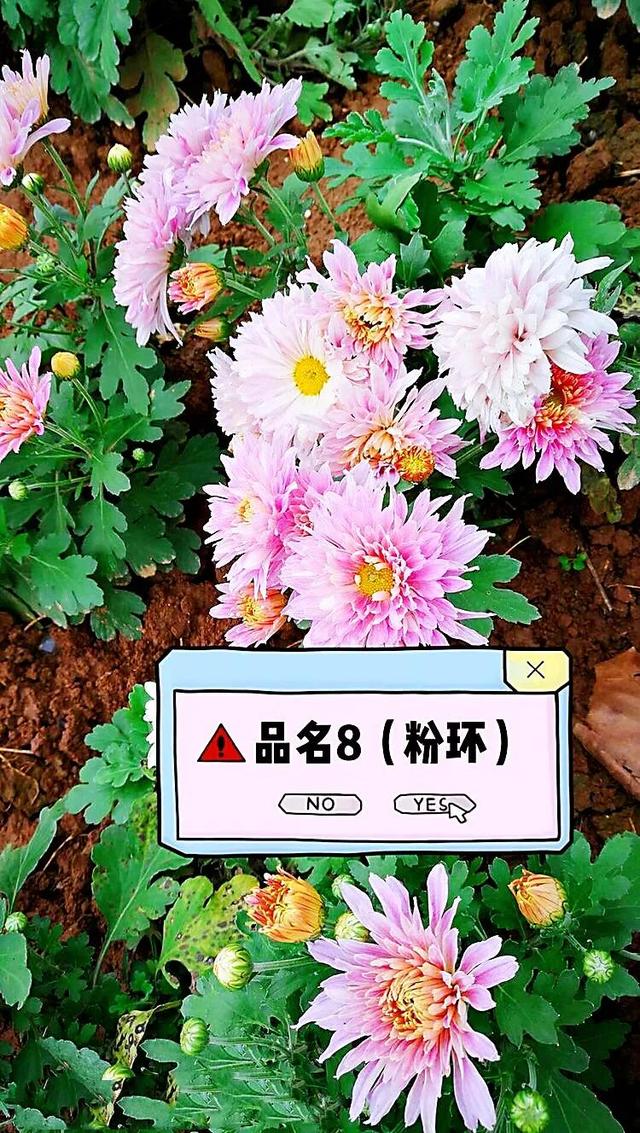 北京夏菊欣赏