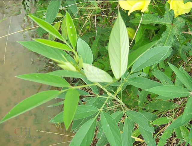 木豆种植技术介绍