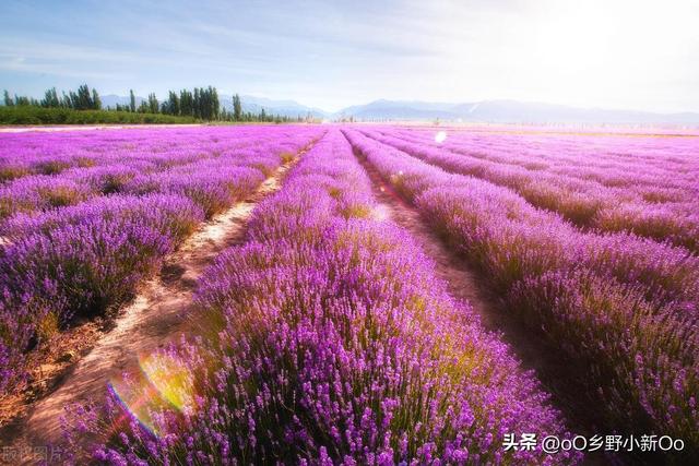 自制腐叶土：打造植物的理想生长基质