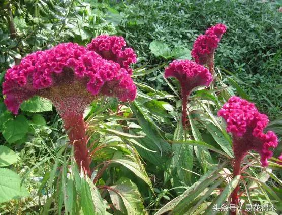 清明阳台种花，给您推荐如下