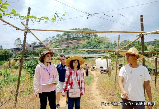 百香果全套栽培技术，建议种植户收藏备用