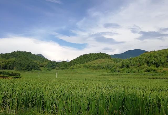 茭白优质栽培技术，加强田间管理技巧，做好这些农民高产不是问题