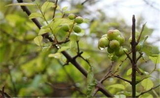 春天是采摘野菜野果的时候，还记得那些大饱口福的野菜野果吗？