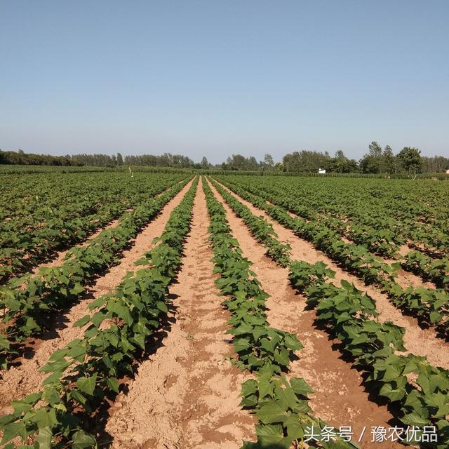 响应国家造林政策农村种植这个很有前景