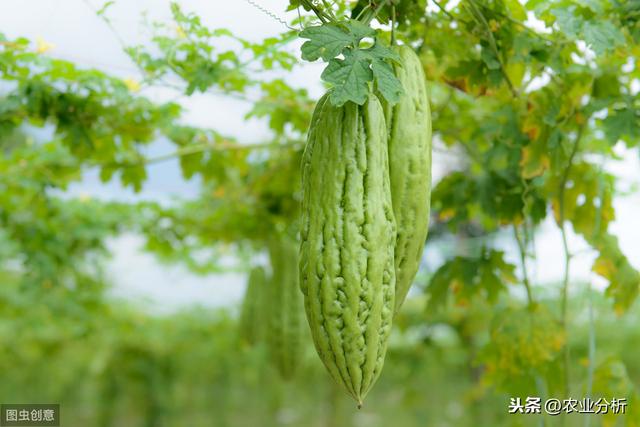 苦瓜的栽培技术，今天就告诉你详细技术！菜农看过来