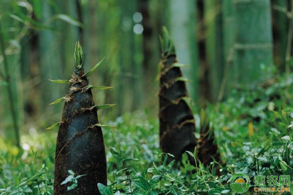 雷竹如何种植能高产？掌握这五大要点就可以