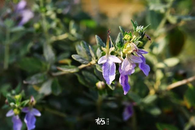 【栖霞山·植物百科】水果蓝：花型奇妙，姿态万千