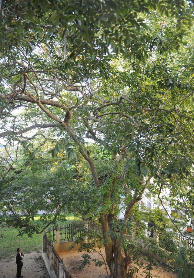 海南黄花梨木的价值、人工种植现状介绍