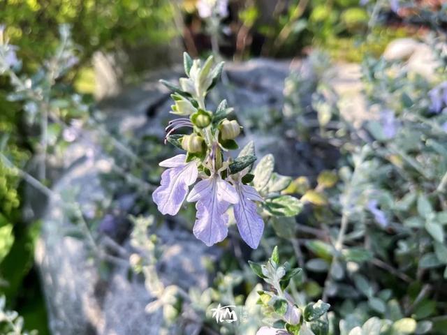 【栖霞山·植物百科】水果蓝：花型奇妙，姿态万千