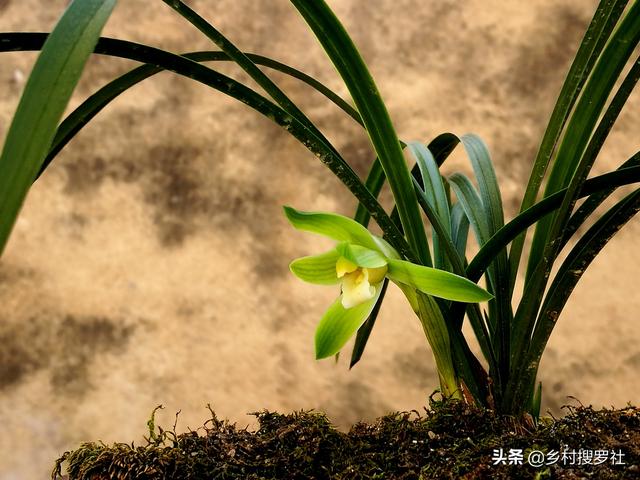 新手种植兰花，如何选择品种？这些冷知识你应该知道