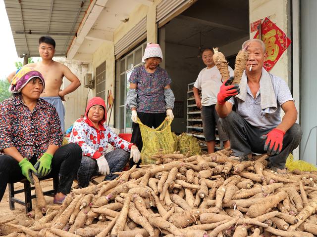 农民种植一种“土人参”，5亩收入24000元，窍门在哪里？