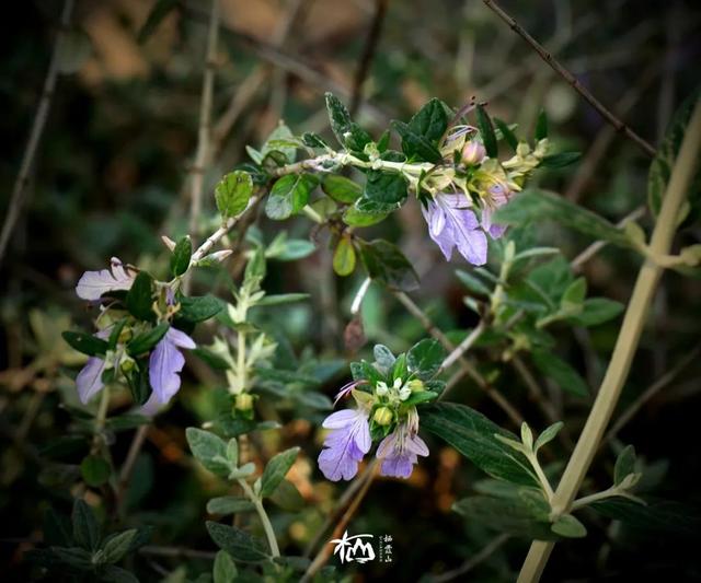 【栖霞山·植物百科】水果蓝：花型奇妙，姿态万千