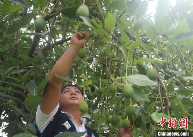 云南孟连成为国内最大牛油果种植基地