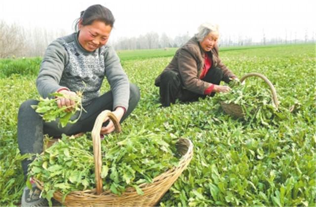 荠菜栽培技术，种植技术分享，希望能够帮助你