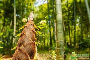 小竹笋的种植(雷竹如何种植能高产？掌握这五大要点就可以)