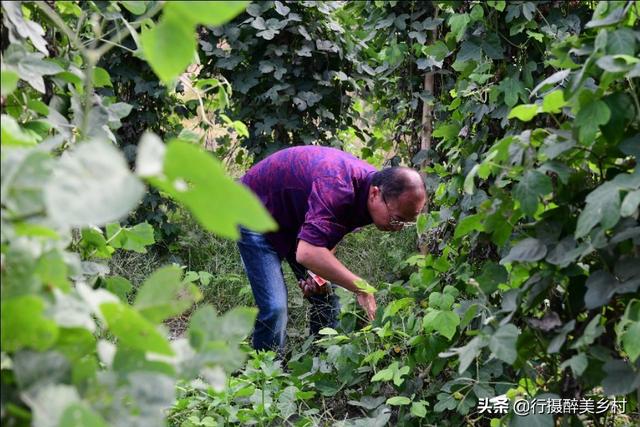 平富上寨葛根种植基地：掌握这些技巧，你也能将葛根种得又肥又壮