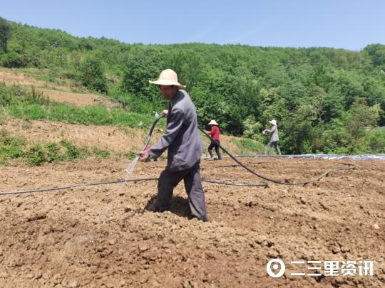 翻地、起垄、覆地膜......瀛湖镇付家扁村百亩烤烟种植正当时