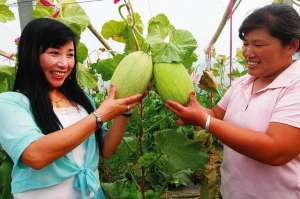 香瓜种植效益(一亩能挣2万元，河南宁陵县富硒甜瓜鼓起农民钱袋子)