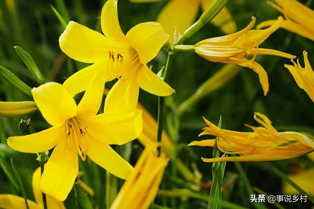 学会黄花菜种植的5个要点，轻松种植出好口感的黄花菜！