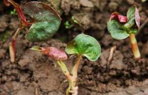 鱼香草种植(折耳根无