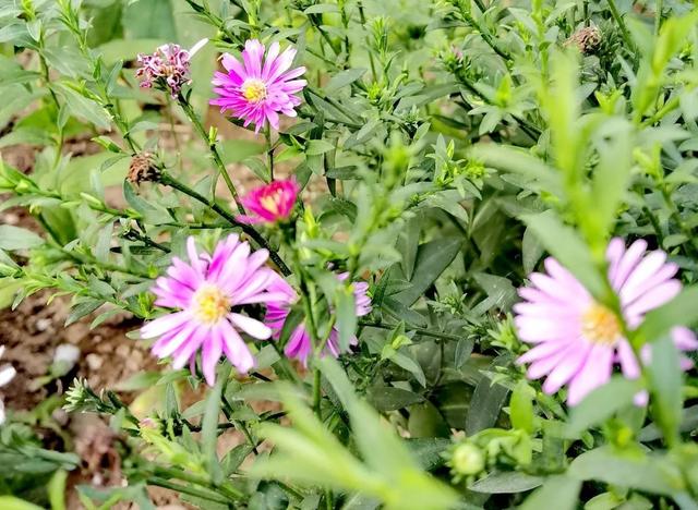 我的花草日记——雨天宜耕种，土湿好种葱