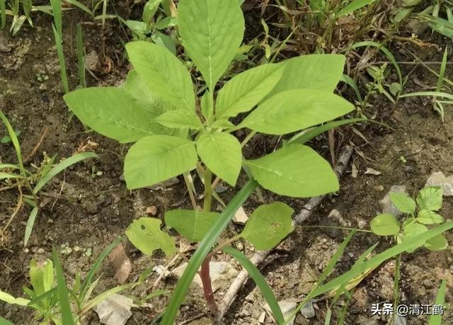 靠颜值“吃饭”的苋菜什么时候种植效益最佳？脆嫩清香红焰如火