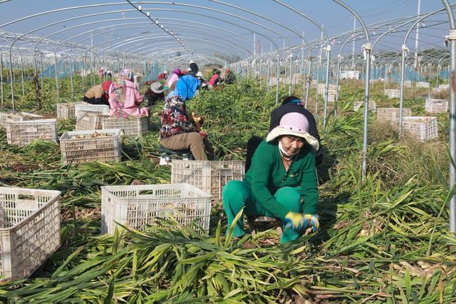 河北高阳：特色产业助增收  金秋生姜采收忙