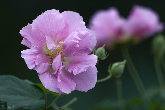 有言有味说单词（五百三十四讲） 爱花~识花~赏花