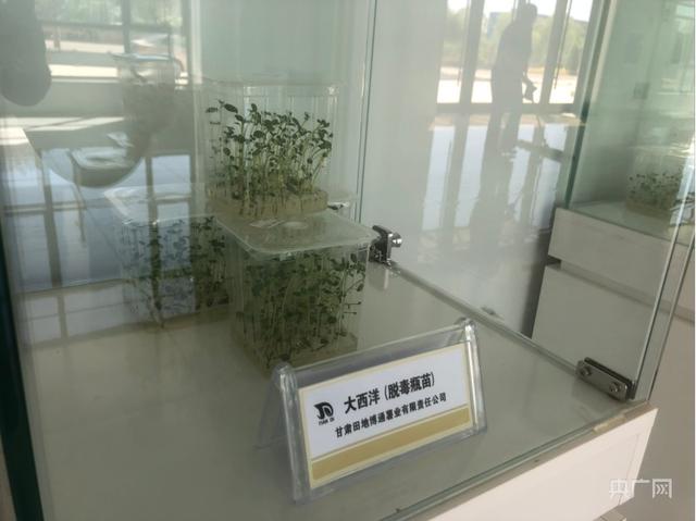 瞰县域丨“南薯北药”双擎动力 驱动甘肃渭源产业强县