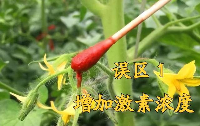 越夏大棚西红柿“坐果难”，重点原因有三种，对号入座即可