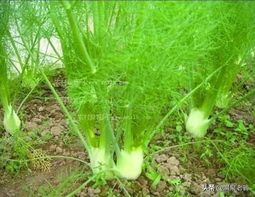 茴香种植时间及需要掌握地技术要点