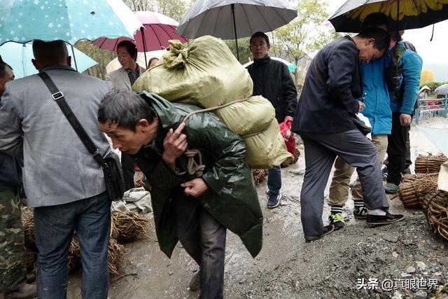 九寨沟党参的原始种植和加工，超乎你的想象