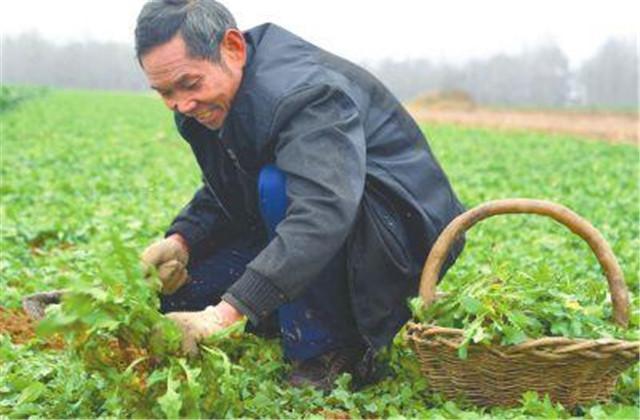 荠菜栽培技术，种植技术分享，希望能够帮助你