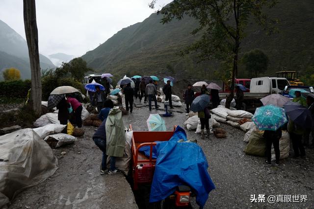 九寨沟党参的原始种植和加工，超乎你的想象