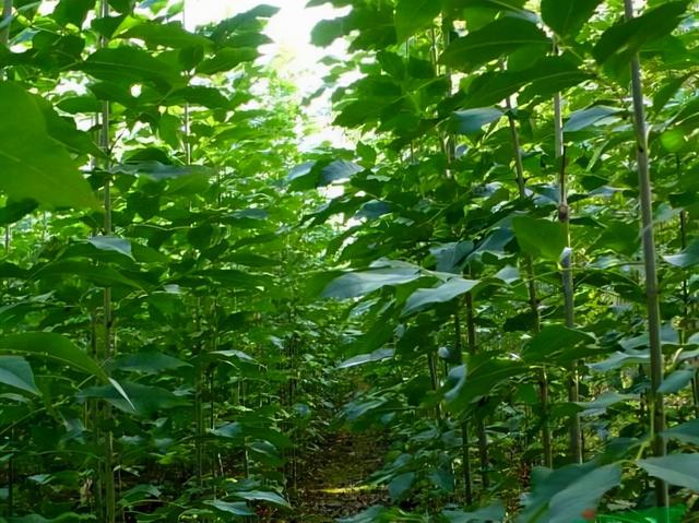 可“产”白蜡的树种—速生白蜡可用植物非试管高效快繁技术扩繁