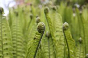 凤尾蕨种植(种植野生