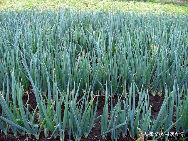 白露葱、寒露蒜、秋分菠菜莫迟延，到底啥时候种？因地制宜是关键