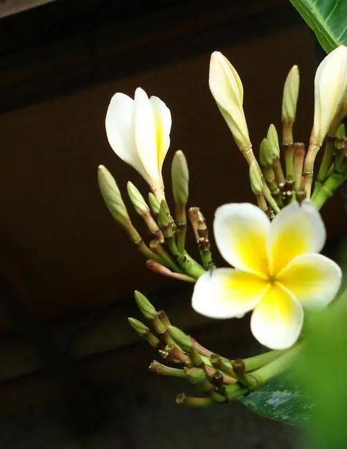 欣赏鸡蛋花的美，品尝鸡蛋花的味，那就让鸡蛋花在阳台上绽放