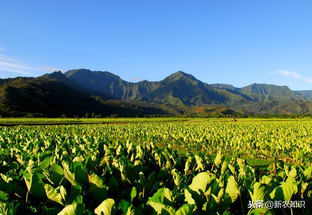 香芋种植技术，掌握以下几点，定能品质好，口味佳