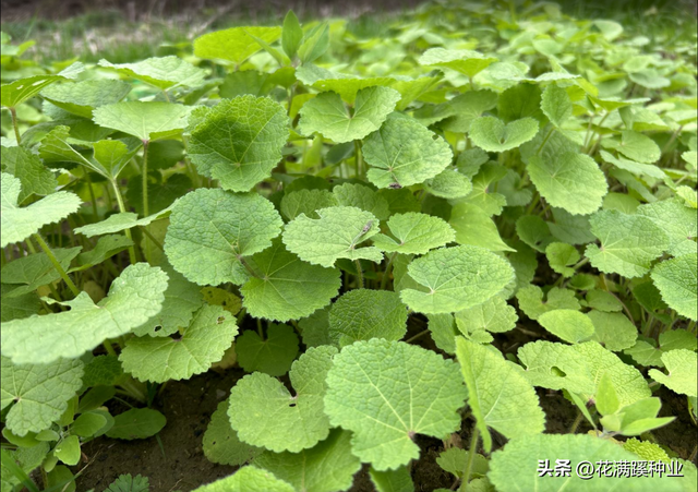 蜀葵栽种有讲究，植株高达2m，开花还艳丽，蜀葵种植有哪些事项？