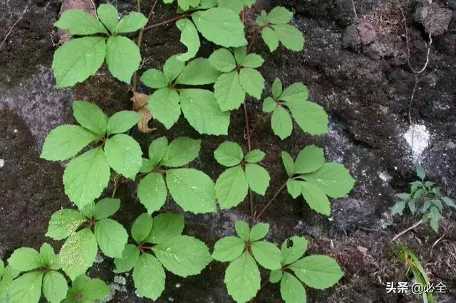 耐盐碱植物大搜罗：常绿植物、地被及其他篇