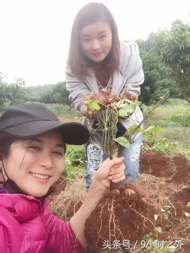 田园趣事（挖毛薯），自己劳动所获的吃起来就是不一样