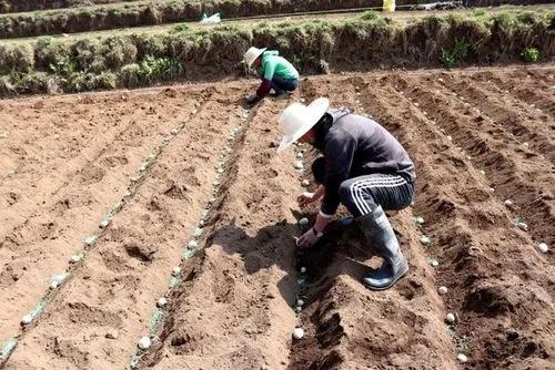 实现土地利用最大化，内蒙古兴安盟马铃薯该如何栽种？太高产了