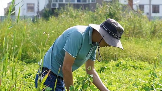 湖南发现2600平野生大豆，多重要？可能藏着高产、抗病等稀缺基因