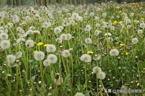 这几种野菜，在农村到处都是没人要，在城市里8块多一斤买不到