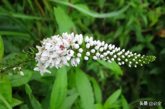 耐盐碱植物大搜罗：常绿植物、地被及其他篇