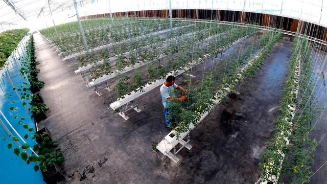 种植奇迹：如何通过科技农业实现每年100倍的收益？