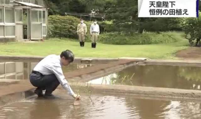 60岁日本德仁天皇水田里插秧，动作熟练，爱子公主上网课修西语