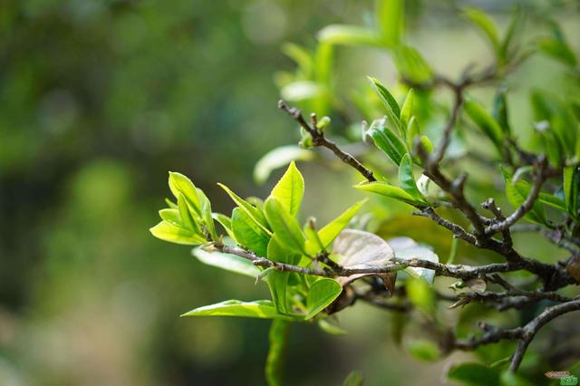 政策加码 铺就普洱茶成名之路