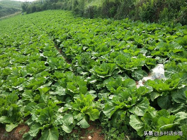 老大爷教我三个笨办法种植秋白菜，出苗齐没病害，棵大还好吃